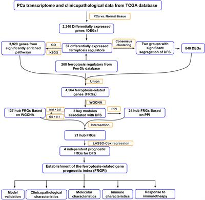 A novel ferroptosis-related gene prognostic index for prognosis and response to immunotherapy in patients with prostate cancer